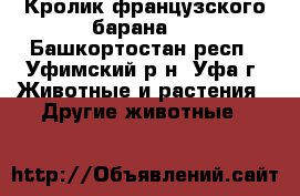 Кролик французского барана.  - Башкортостан респ., Уфимский р-н, Уфа г. Животные и растения » Другие животные   